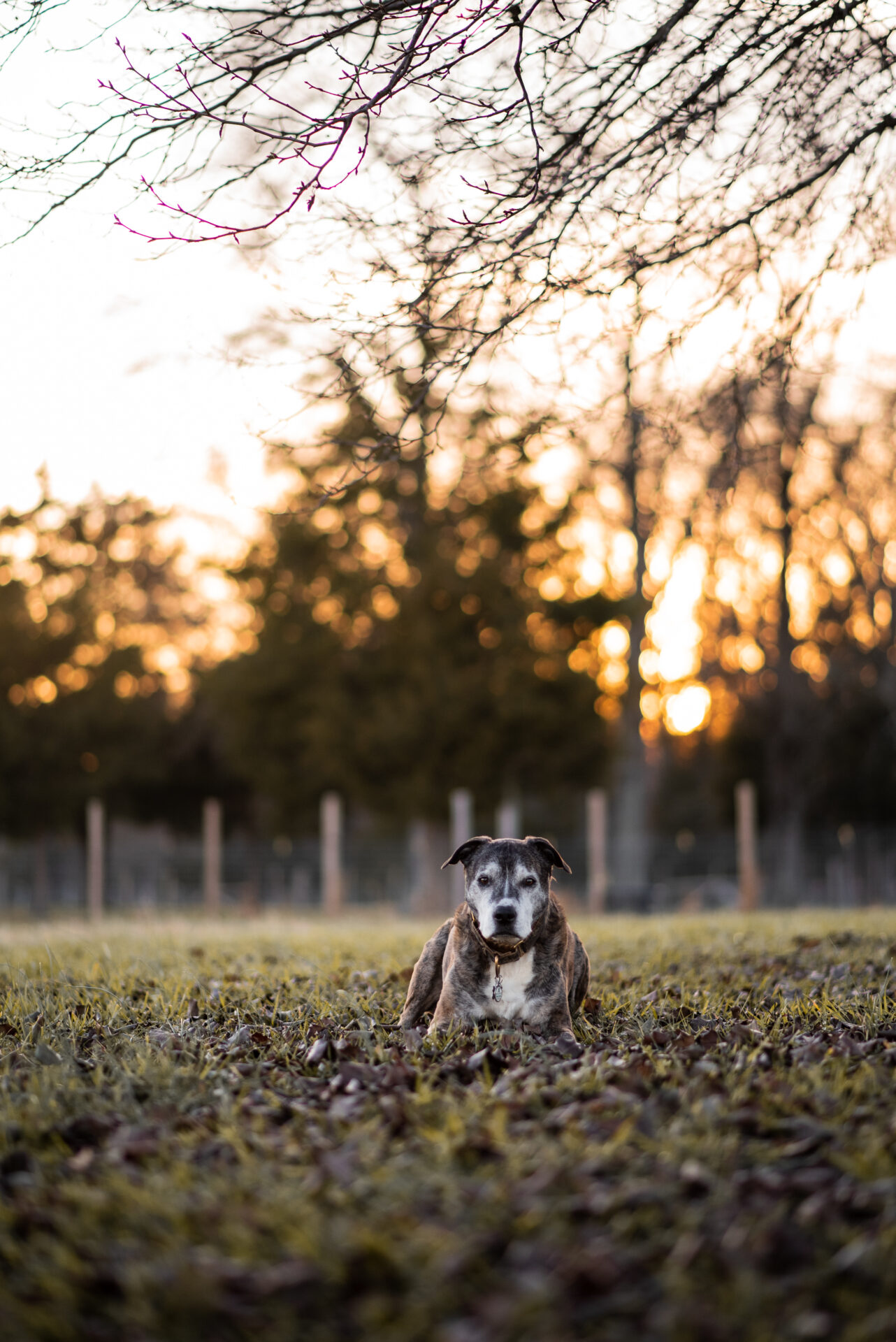 A dog sitting in the grass with trees and sky behind it.