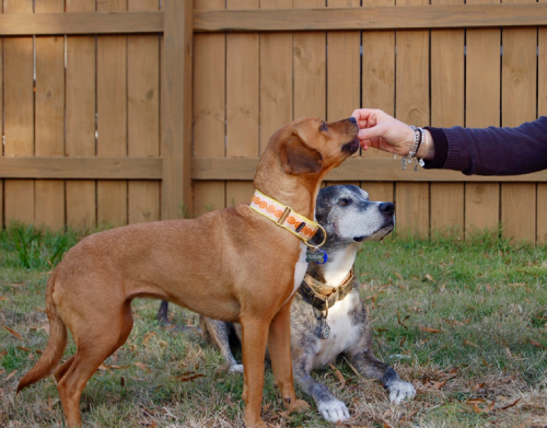 A dog is being petted by another dog.