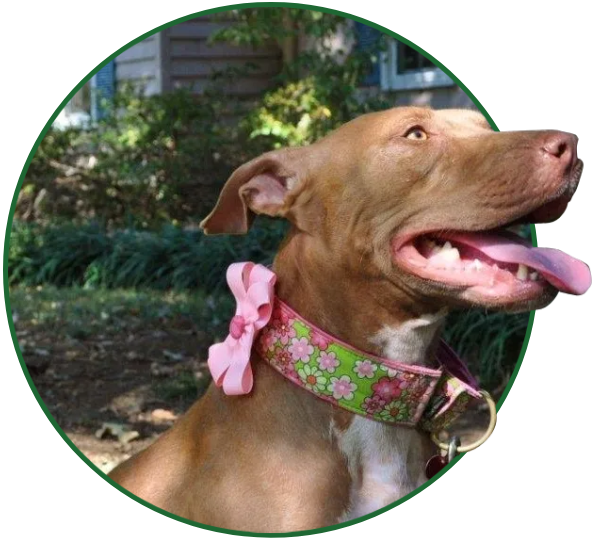 A dog with its tongue hanging out and wearing a collar.