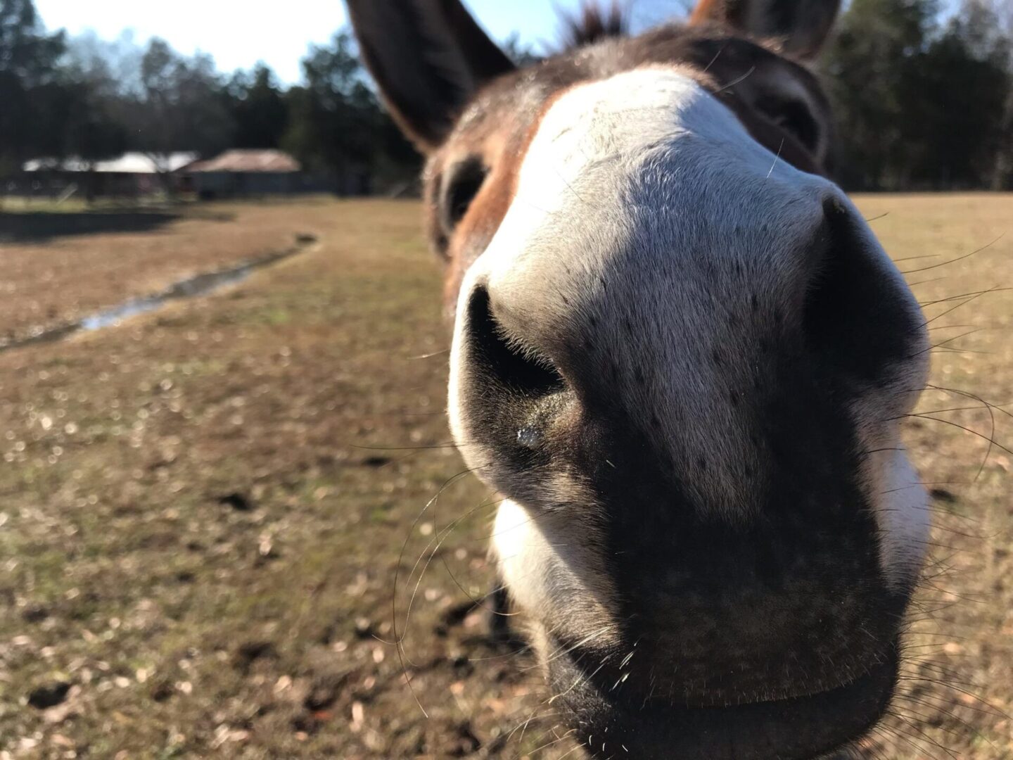 A donkey is looking at the camera.