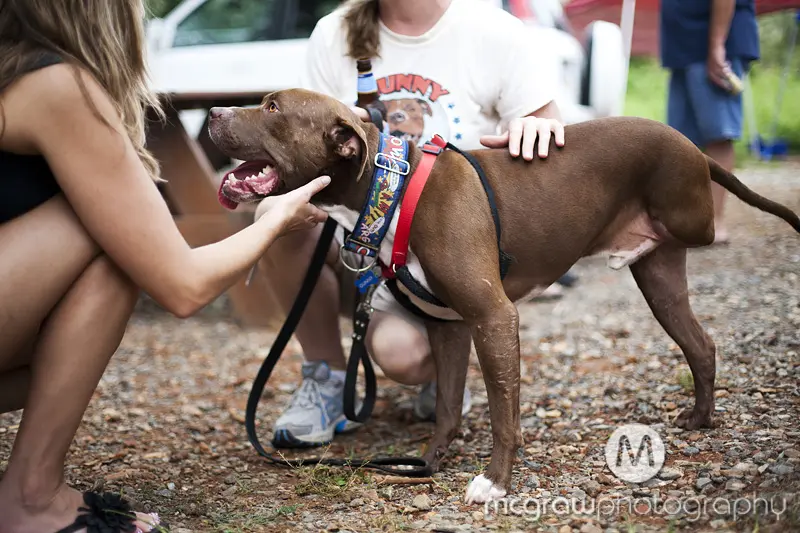 A brown dog is being petted by someone