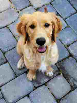 A close-up of the golden retriever Scottish breed dog