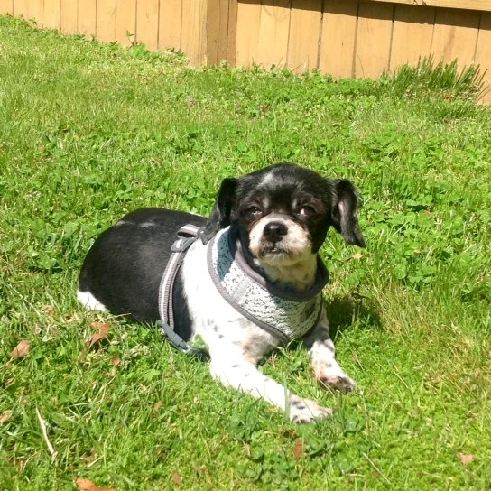 A dog sitting in the grass with its head on his paws.