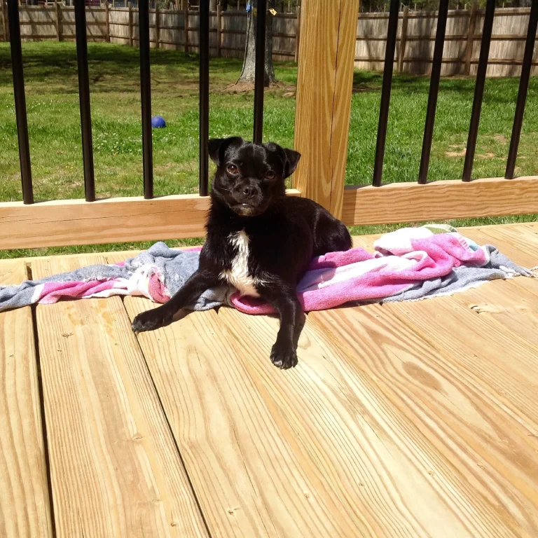 A small dog sitting on top of a wooden deck.