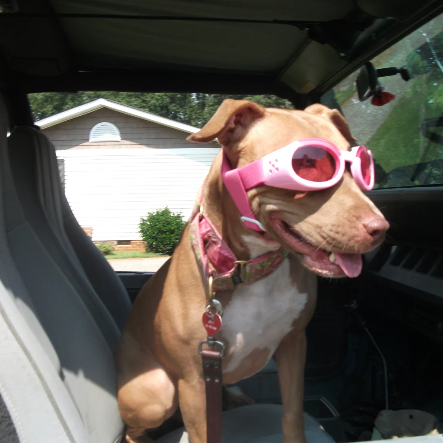 A dog wearing pink sunglasses in the back of a car.