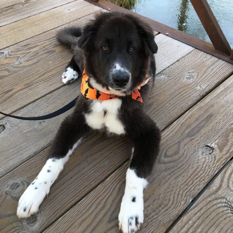 A black and white dog laying on top of a wooden deck.