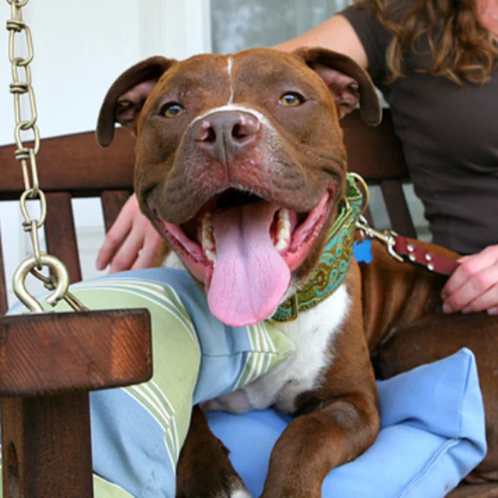 A brown and white dog sitting on top of a wooden bench.