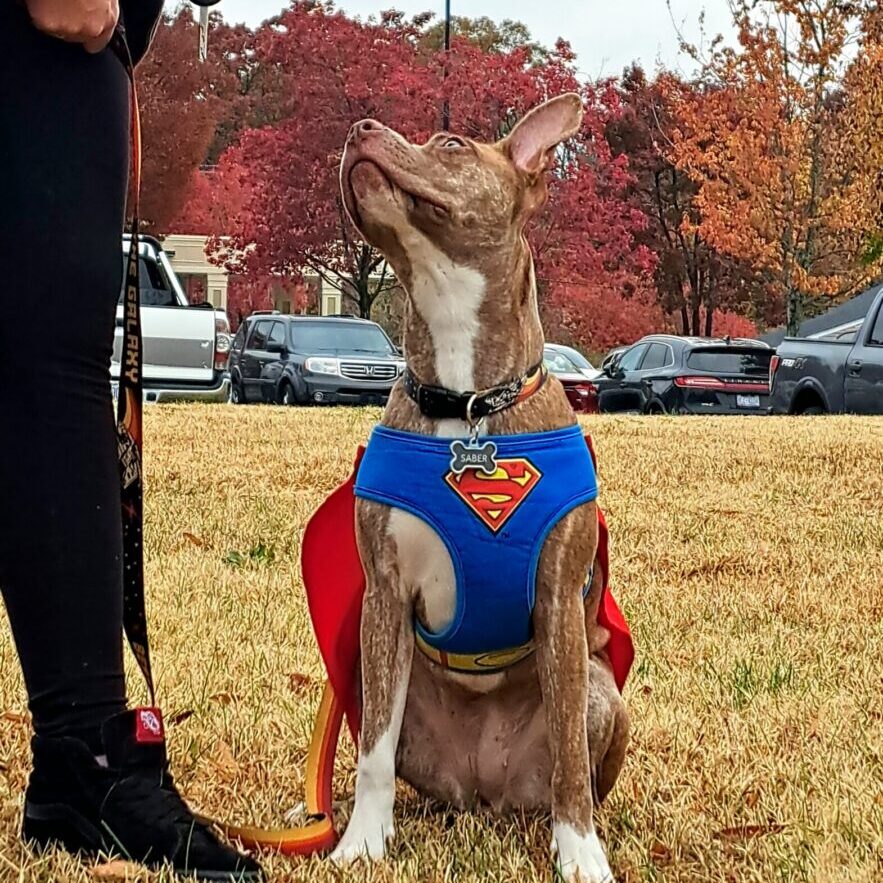 Saber Superdog