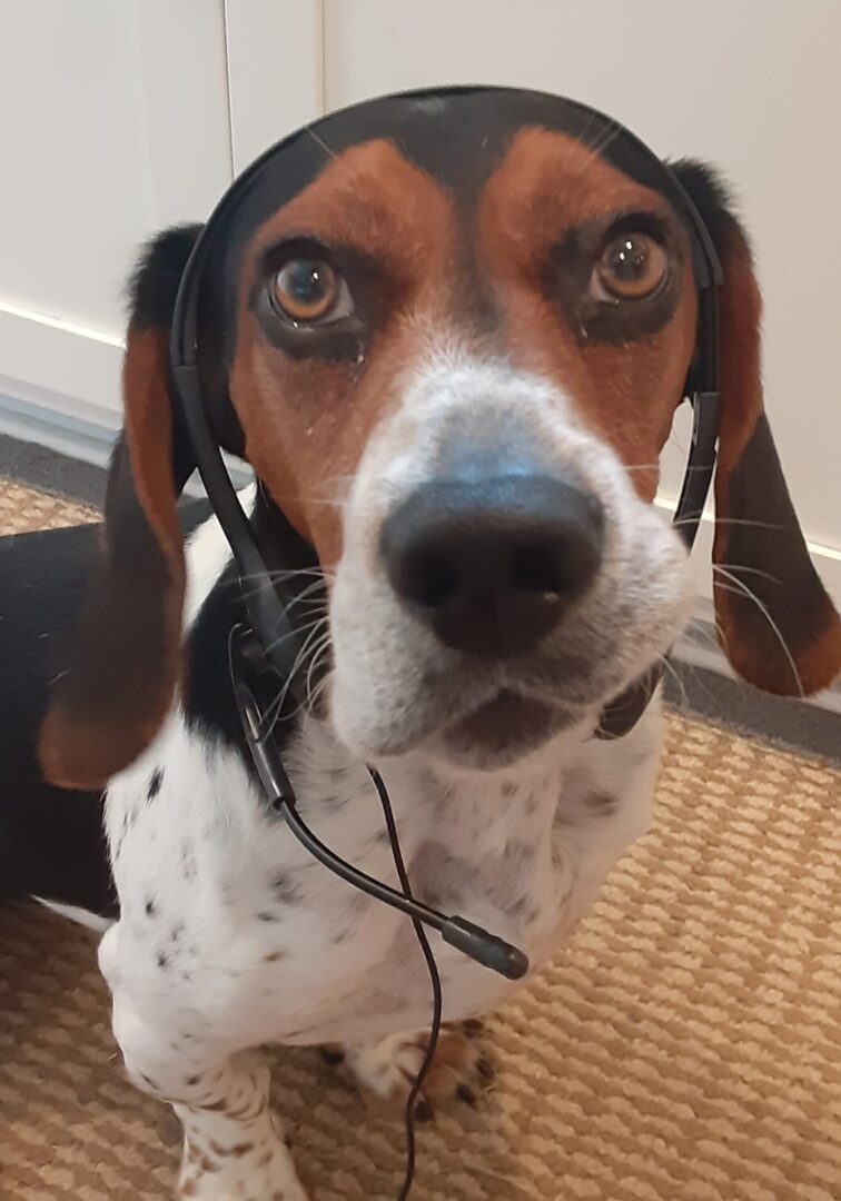 A dog with headphones on sitting in front of the door.