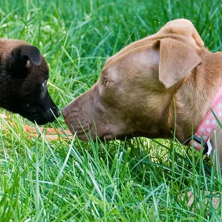 A dog and cat playing in the grass.